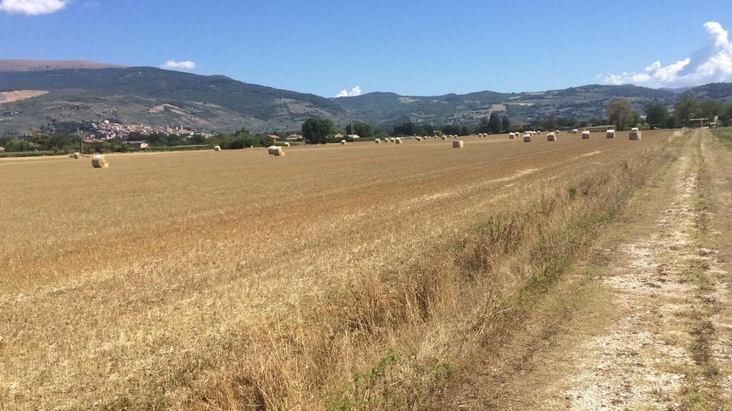 Podere Le Volte Degli Angeli Spello Eksteriør billede